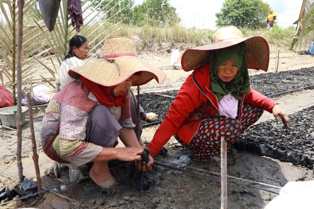 Restoration teams at work in coastal Indonesia