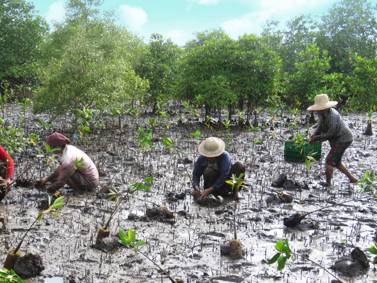 Mangrove planting in Myanmar
