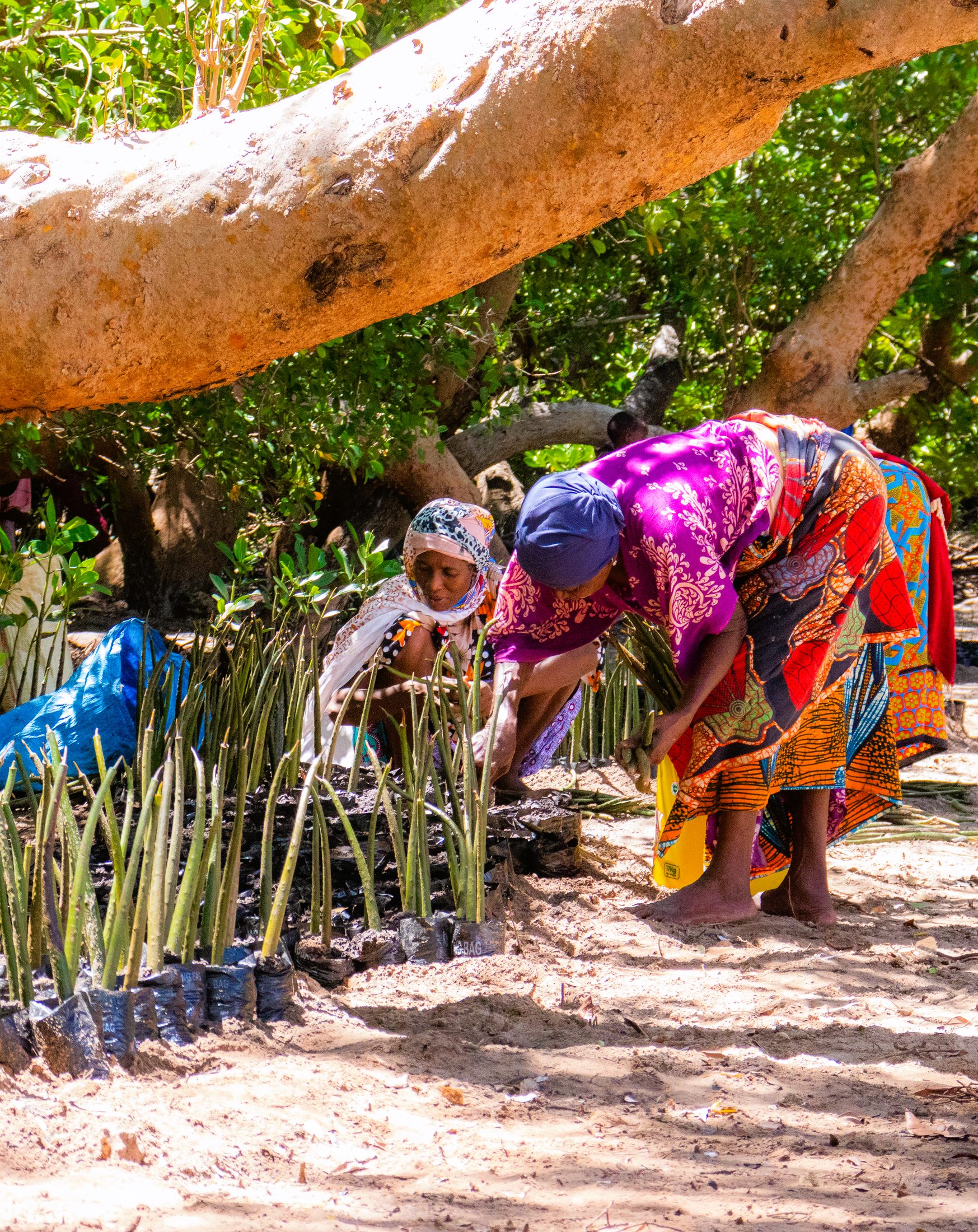 Two women setting mangrove propagules into nursery bags in Kenya