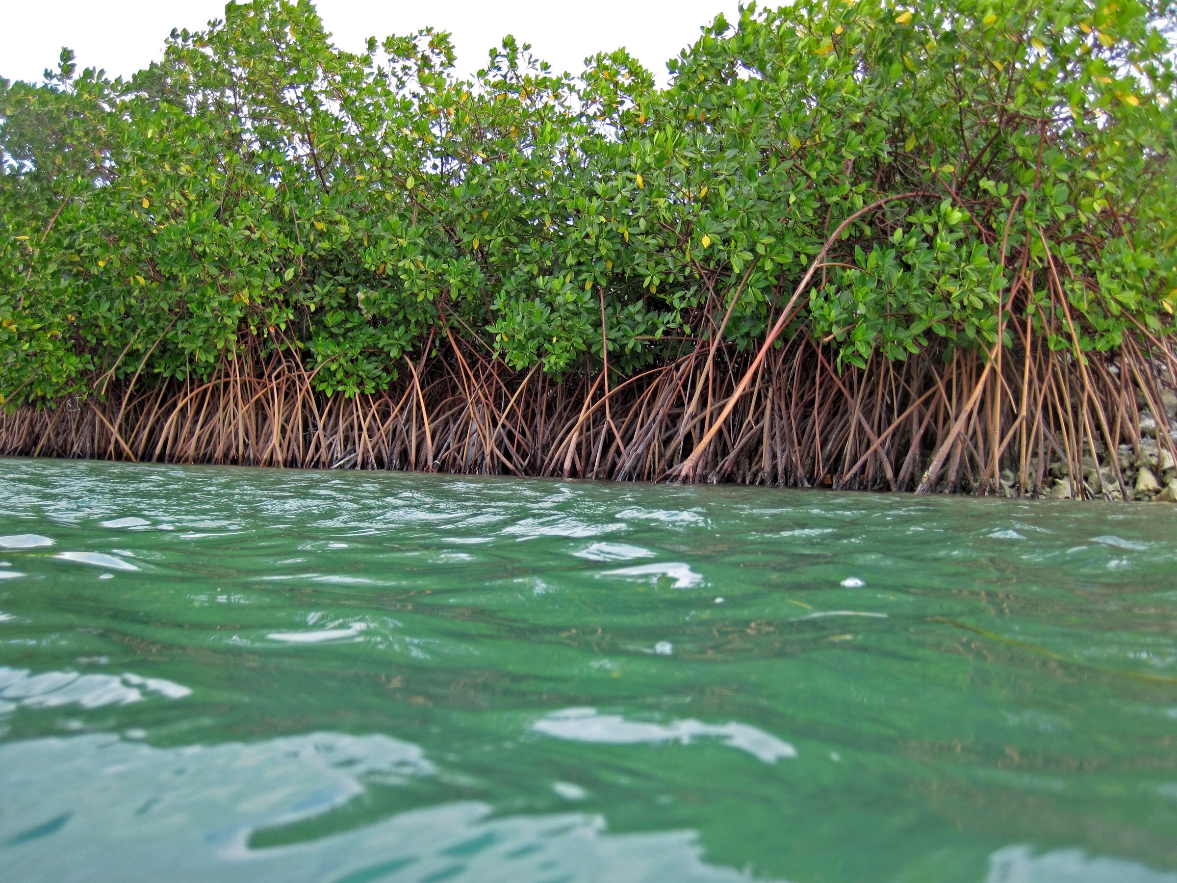 A mature mangrove stand with aerial roots meeting open water