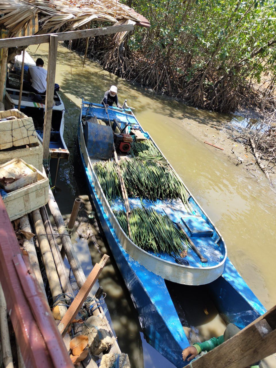 A boat loaded with freshly collected mangrove propagules in a tidal channel in Indonesia