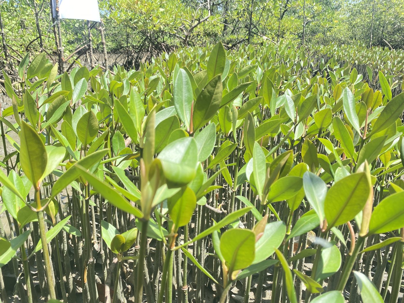 Rows of mangrove seedlings in a community nursery in North Sumatra
