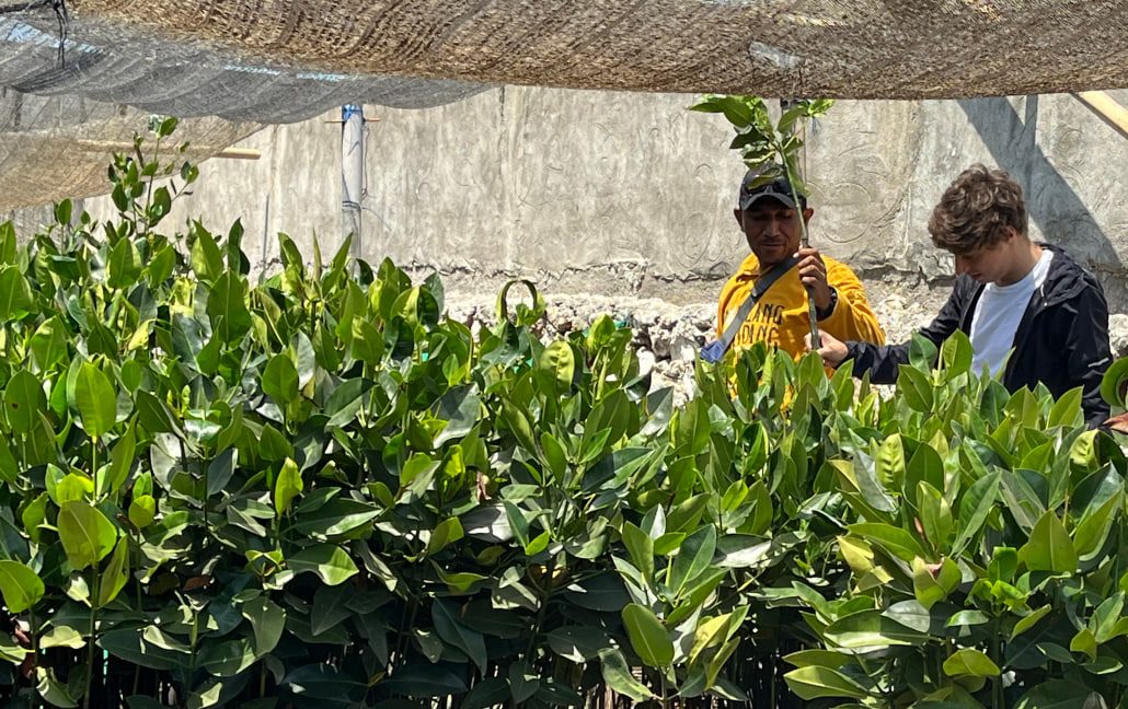 Mangrove nursery stock in South Sulawesi, Indonesia
