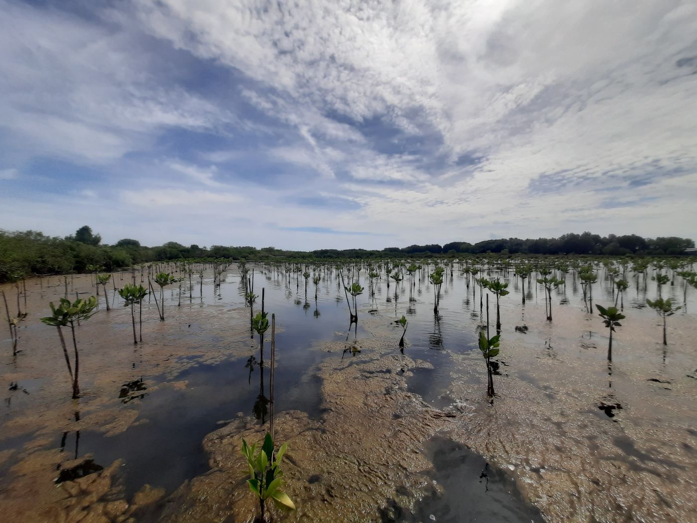 Young mangroves in a pilot planting block on a tidal flat
