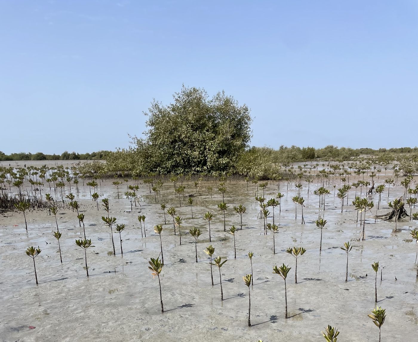 Young mangroves established across a tidal flat in Senegal