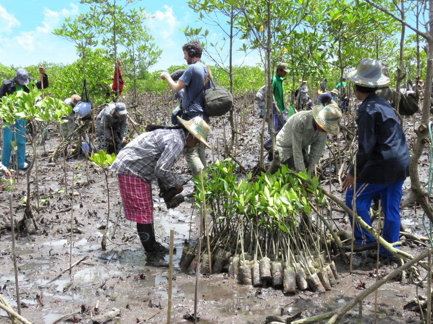 Villagers planting mangrove seedlings on a tidal flat