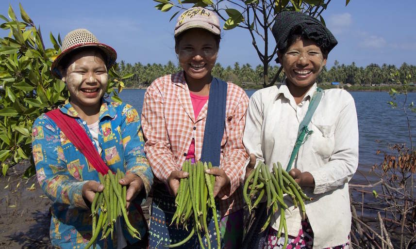 Community members collecting mangrove propagules in the Ayeyarwady delta