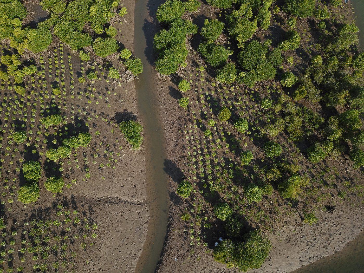 A restored mangrove stand in the Ayeyarwady delta