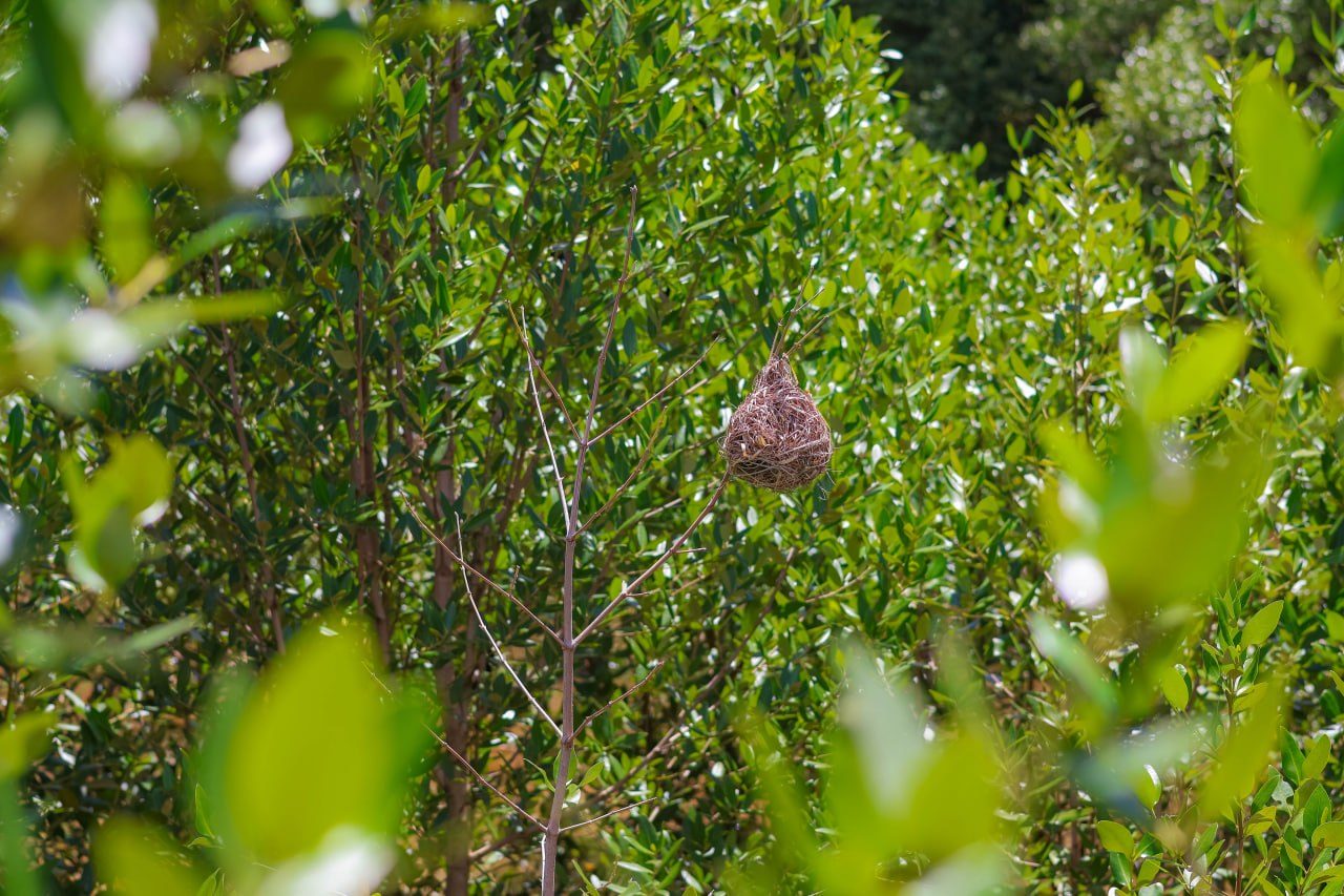 A weaver bird nest hanging in the canopy of a restored mangrove stand