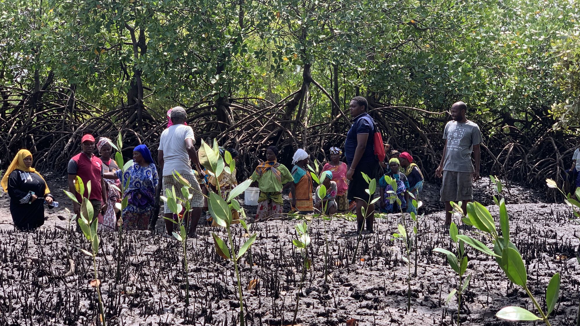 Community members at a restored mangrove site in Kwale, Kenya