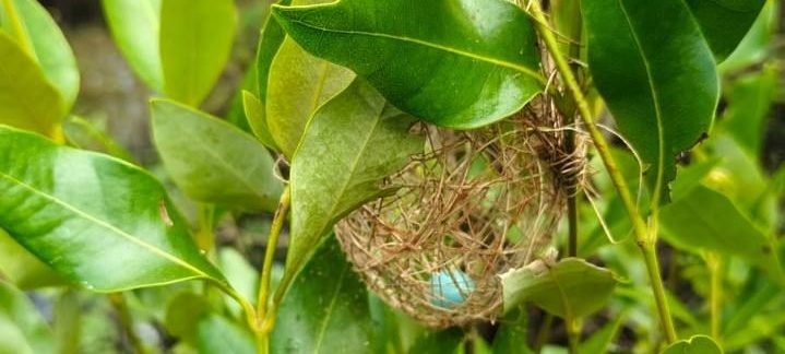 A bird's nest tucked into mangrove leaves, illustrating biodiversity in a restored ecosystem